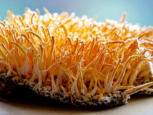 Cordyceps and Other Immune Boosting Foods for the Holiday Season